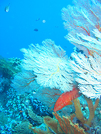 シミラン珊瑚礁／ブラックマンタ／シミランクルーズ