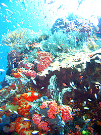 珊瑚礁：コモド水中イメージ