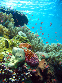 珊瑚礁１／コモド諸島