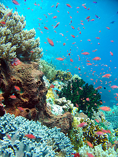 コモド諸島の珊瑚礁
