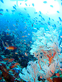 珊瑚礁２／コモド諸島