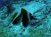 Similan islands/Fish guide/Horned Bannerfish