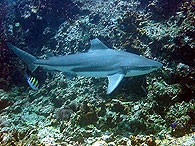 Similan islands/Fish guide/Blacktip reef sharke