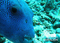 Similan islands/Fish guide/Blue-spotted puffer（Christmas Point）