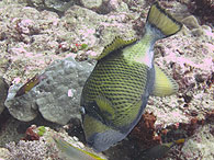 Similan islands/Fish guide/Titan triggerfish