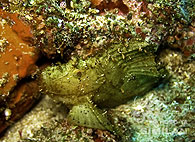 Similan islands/Fish guide/Leaf Scorpionfish（West Ridge）
