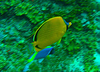 Similan islands/Fish guide/Dotted Butterflyfish（East Of Eden）