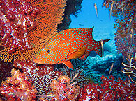 Similan islands/Fish guide/Blue-spot rock-cod