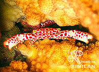 Similan islands/Fish guide/Red spotted coral cra