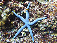 Similan islands/Fish guide/Blue sea star