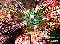 Similan islands/Fish guide/Diadem urchin