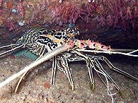 Similan islands/Fish guide/Painted spiny lobster