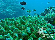 Similan islands/Fish guide/Antler coral