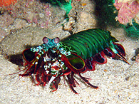 Similan islands/Fish guide/Peacock mantis shrimp