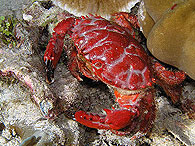 Similan islands/Fish guide/Splendid pebble crab