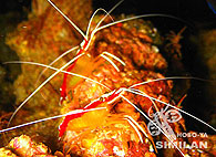 Similan islands/Fish guide/Pacific cleaner shrimp
