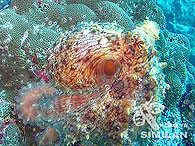 Similan islands/Fish guide/Common Reef Octopus