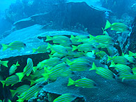 Similan islands/Fish guide/Bluelined snapper