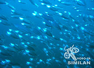 Similan islands/Fish guide/Indian mackerel