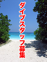 ダイビングスタッフ募集 バナー