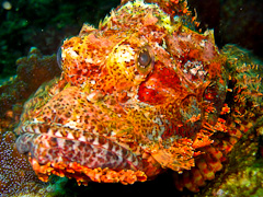 シミランクルーズ フォトギャラリー/水中生物