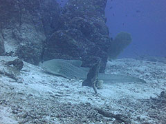 マリンパーク ダイビングポイント情報 メインイメージ