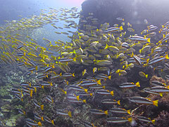 ピピ島 ダイビングポイント情報 メインイメージ