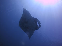 ラチャノイ島 ダイビングポイント情報 メインイメージ