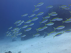 ラチャヤイ島 ダイビングポイント情報 メインイメージ