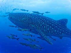 アンダマンショート メインイメージ