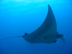 アンダマンショート メインイメージ